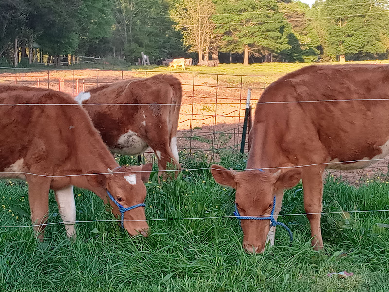 Tucker Adkins Dairy