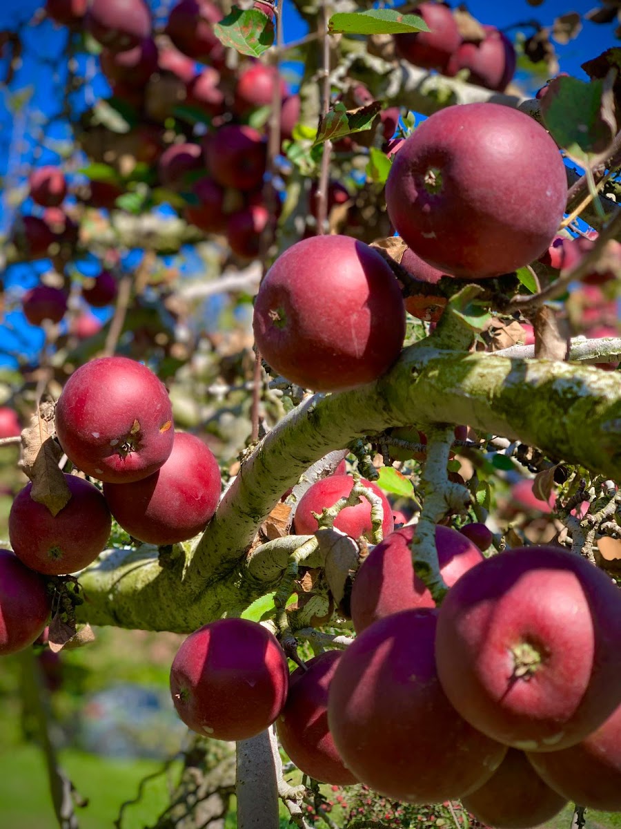 Norman's Orchard photo 12