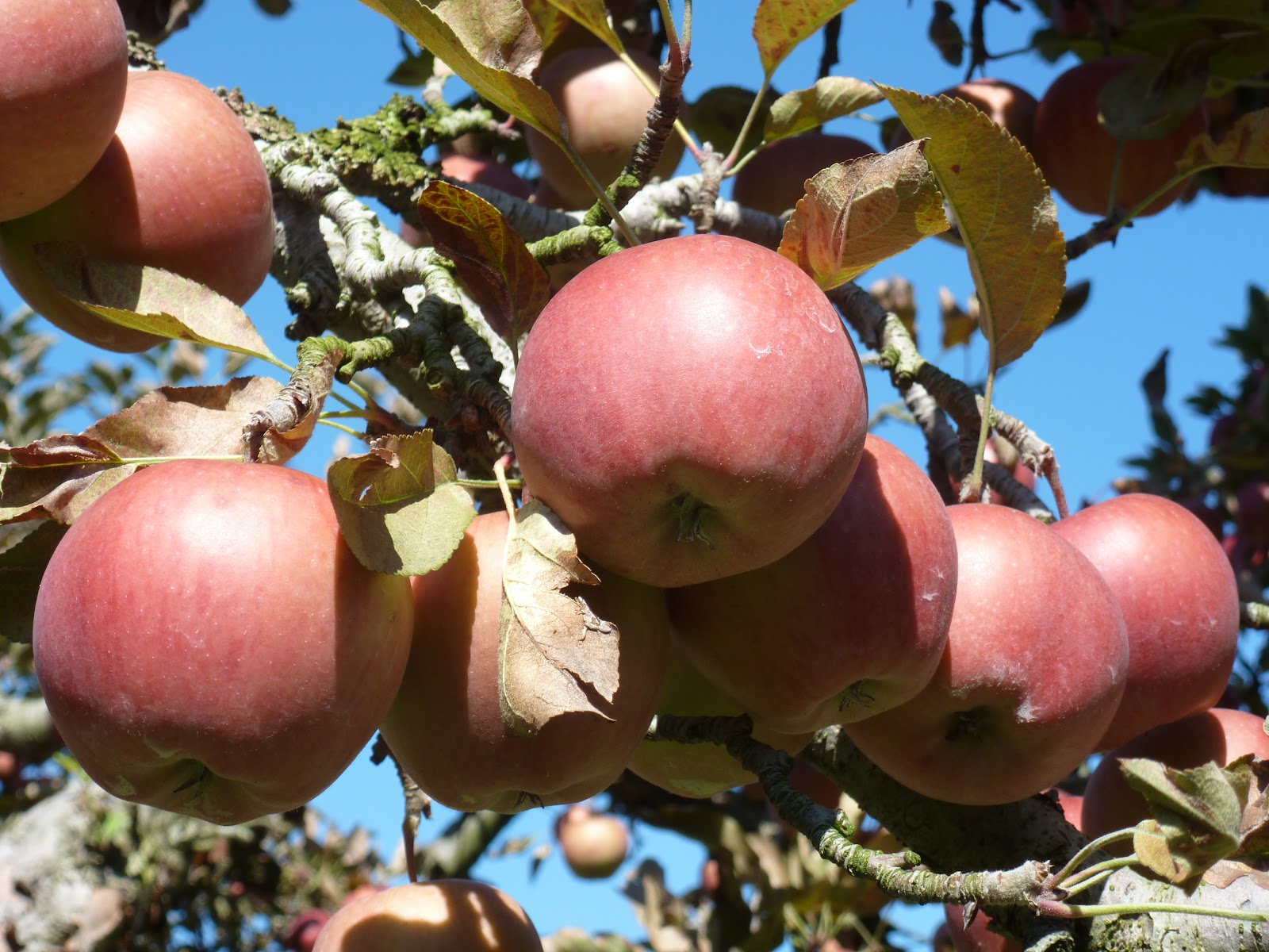 Norman's Orchard photo 13