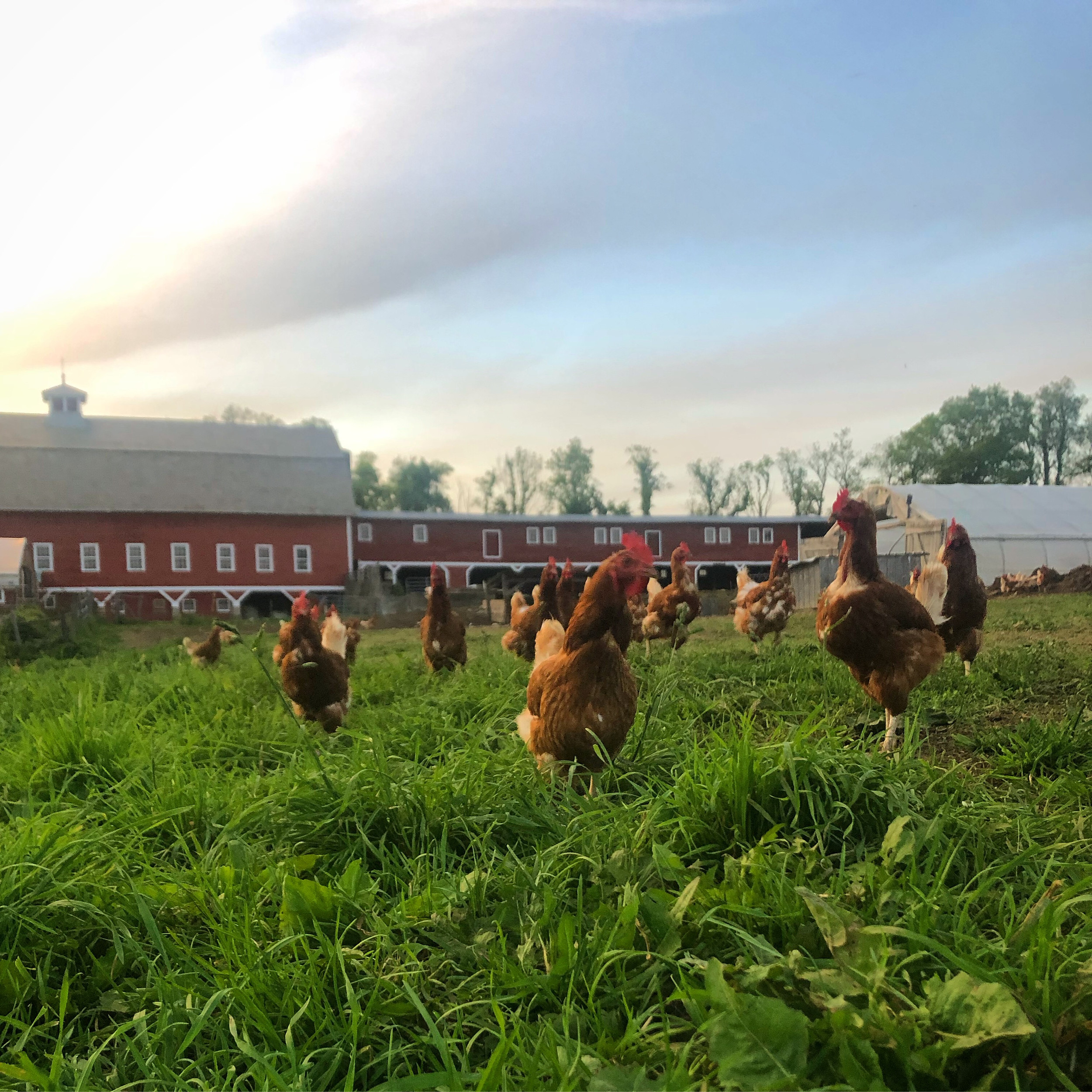 Walpole Valley Farms