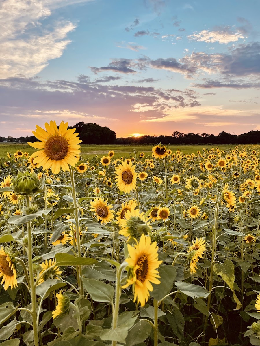 Odom Farming Company, Inc photo 3