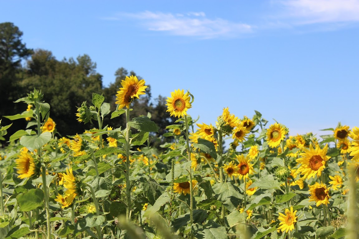 Odom Farming Company, Inc