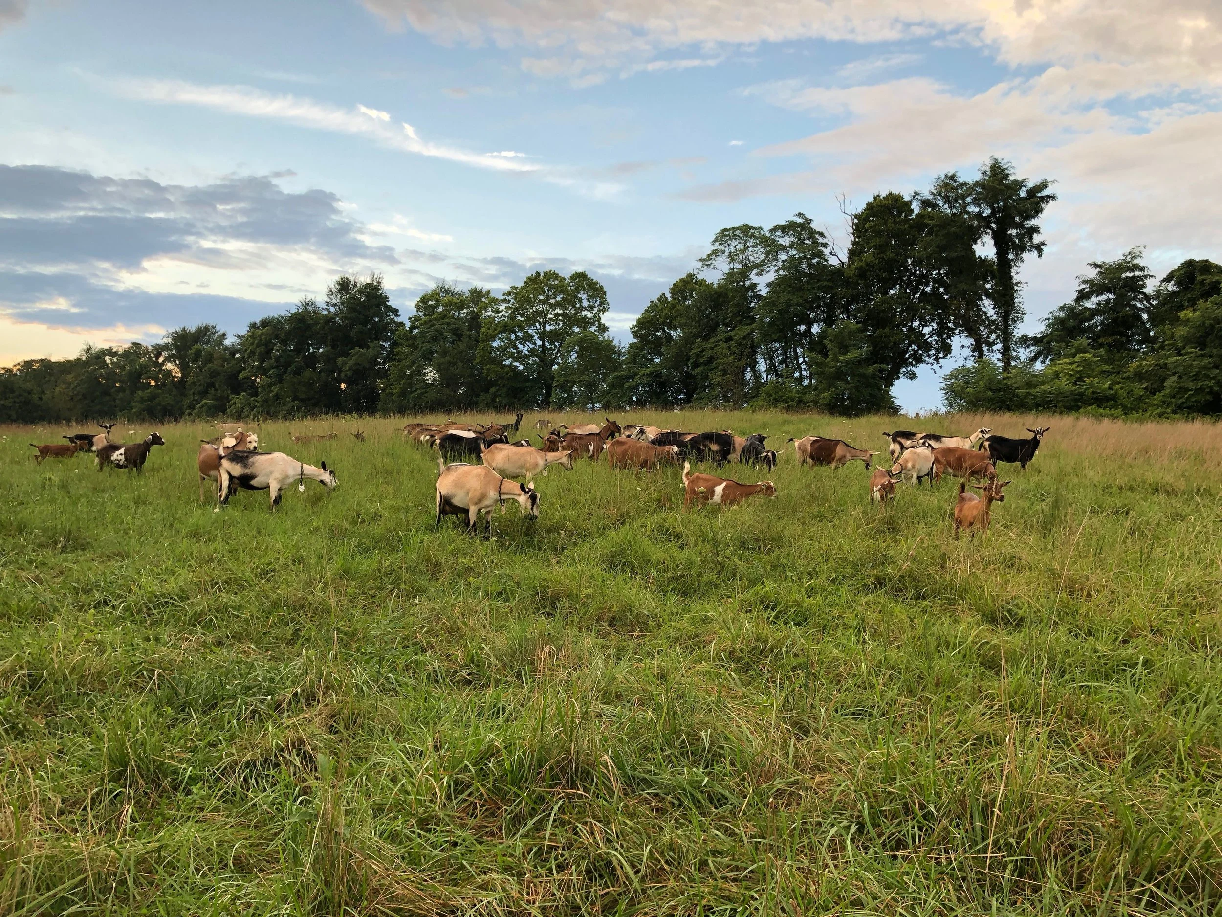Georges Mill Farm Artisan Cheese