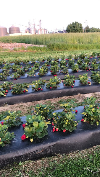 Cullipher Farm Market