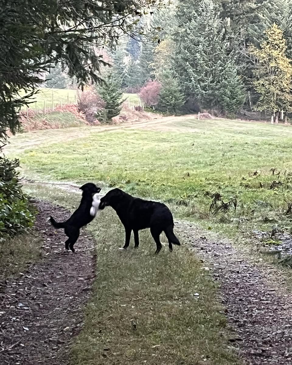 Foxglove Farm Olympia