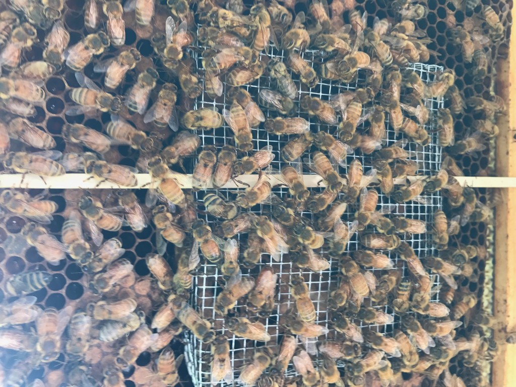 S & J Farms photo 3