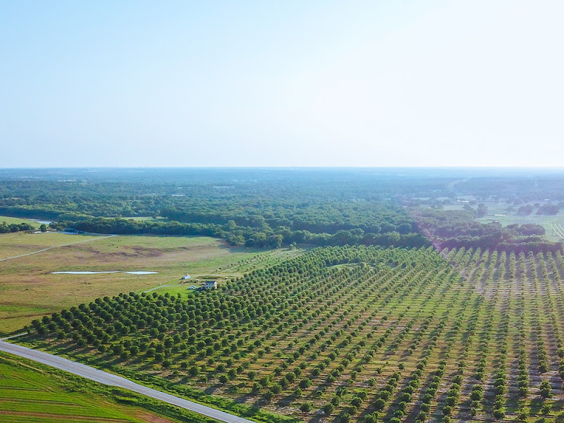 Buchanan Family Pecan Farm photo 12