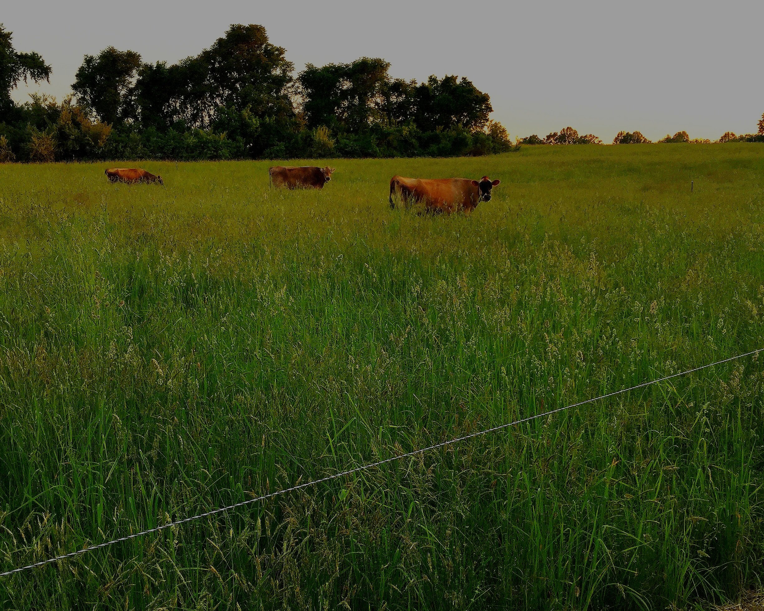 Day Spring Farm photo 3