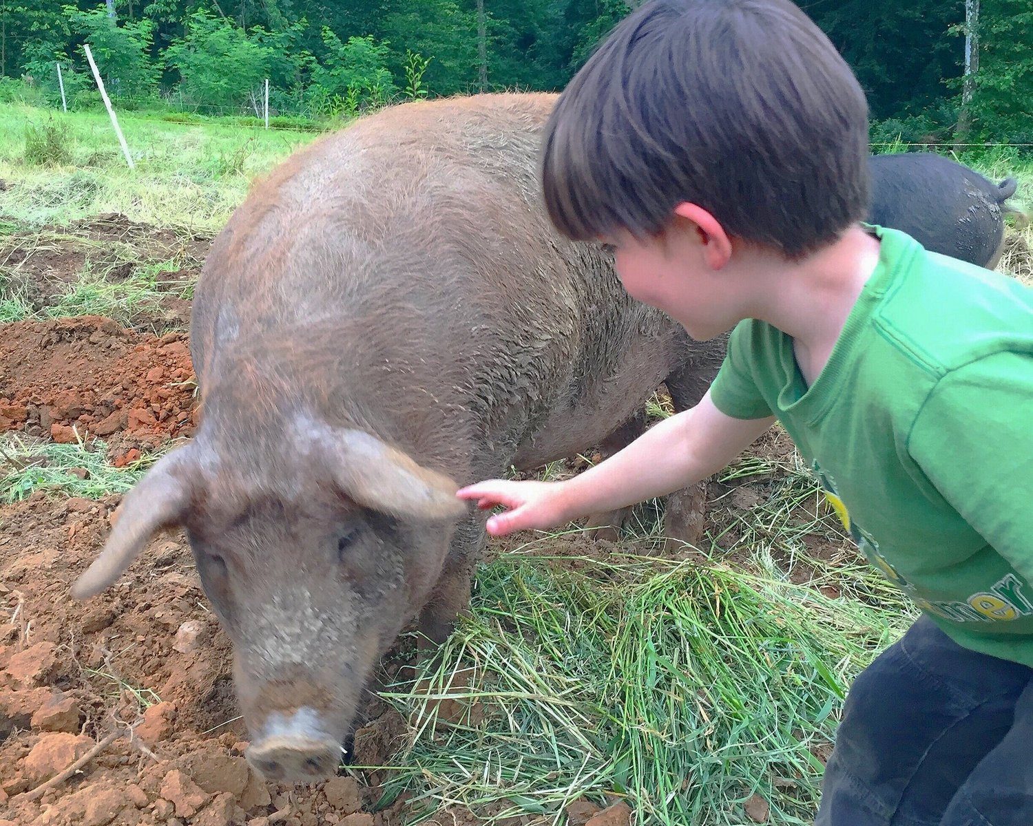 Day Spring Farm photo 4