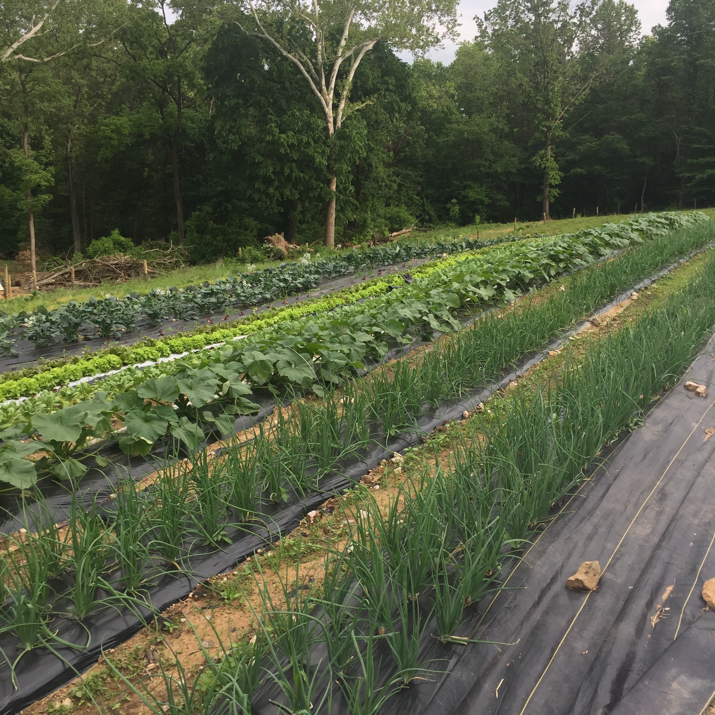 Day Spring Farm photo 7