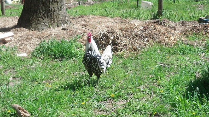 Day Spring Farm photo 2