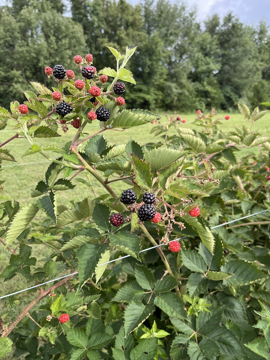 Amber Lane Farm LLC photo 2