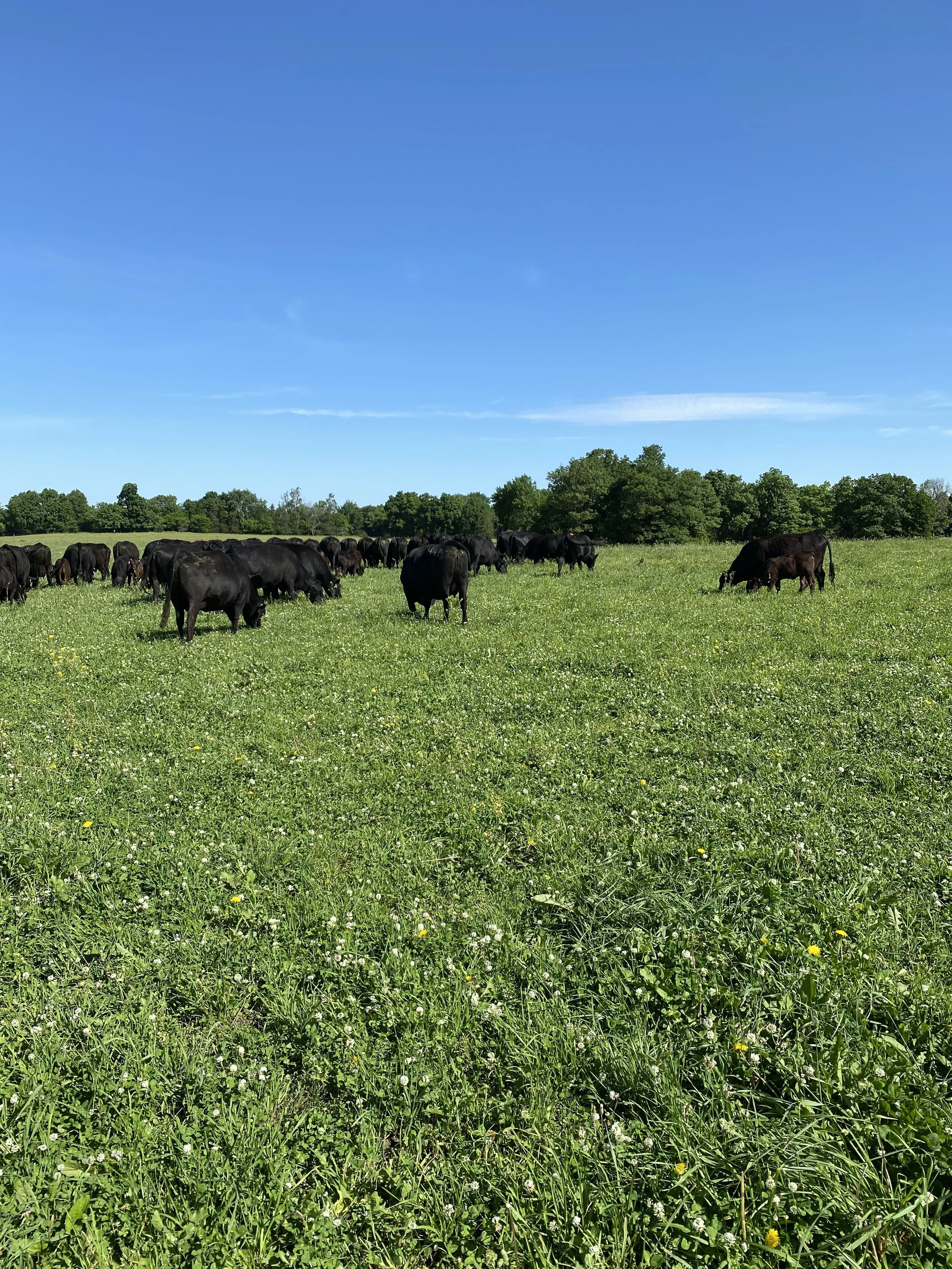 Robbins Land and Cattle