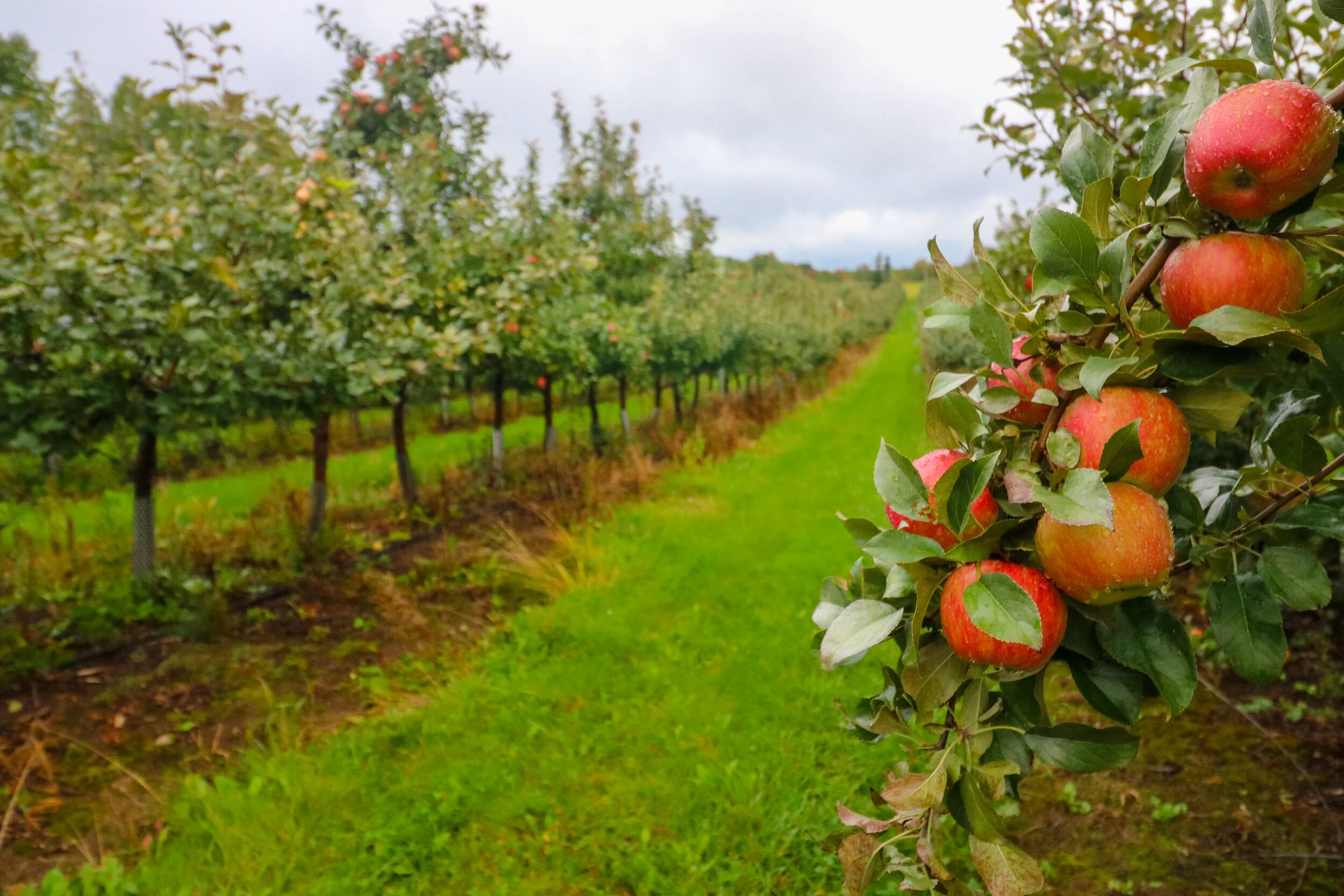 Pleasant View Orchard and Bakery