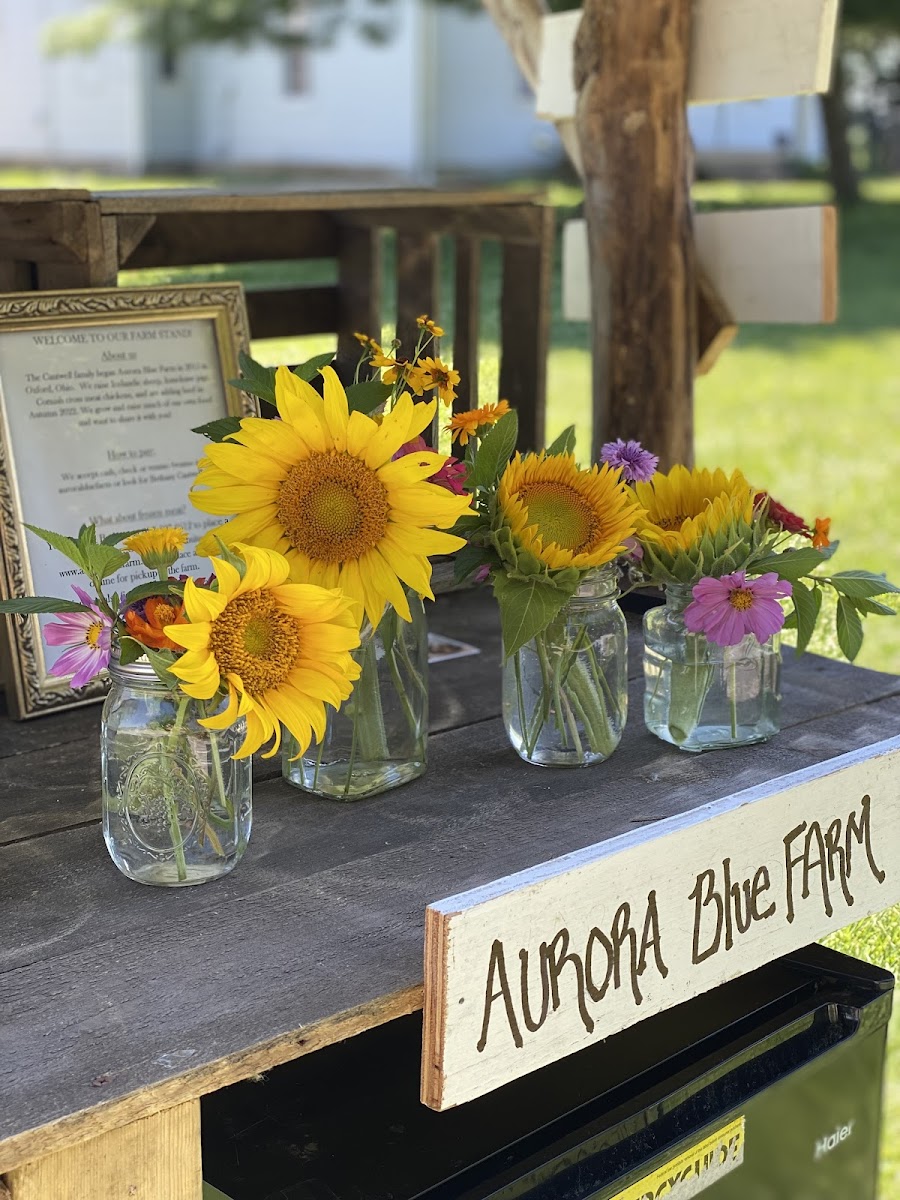 Aurora Blue Farm photo 3
