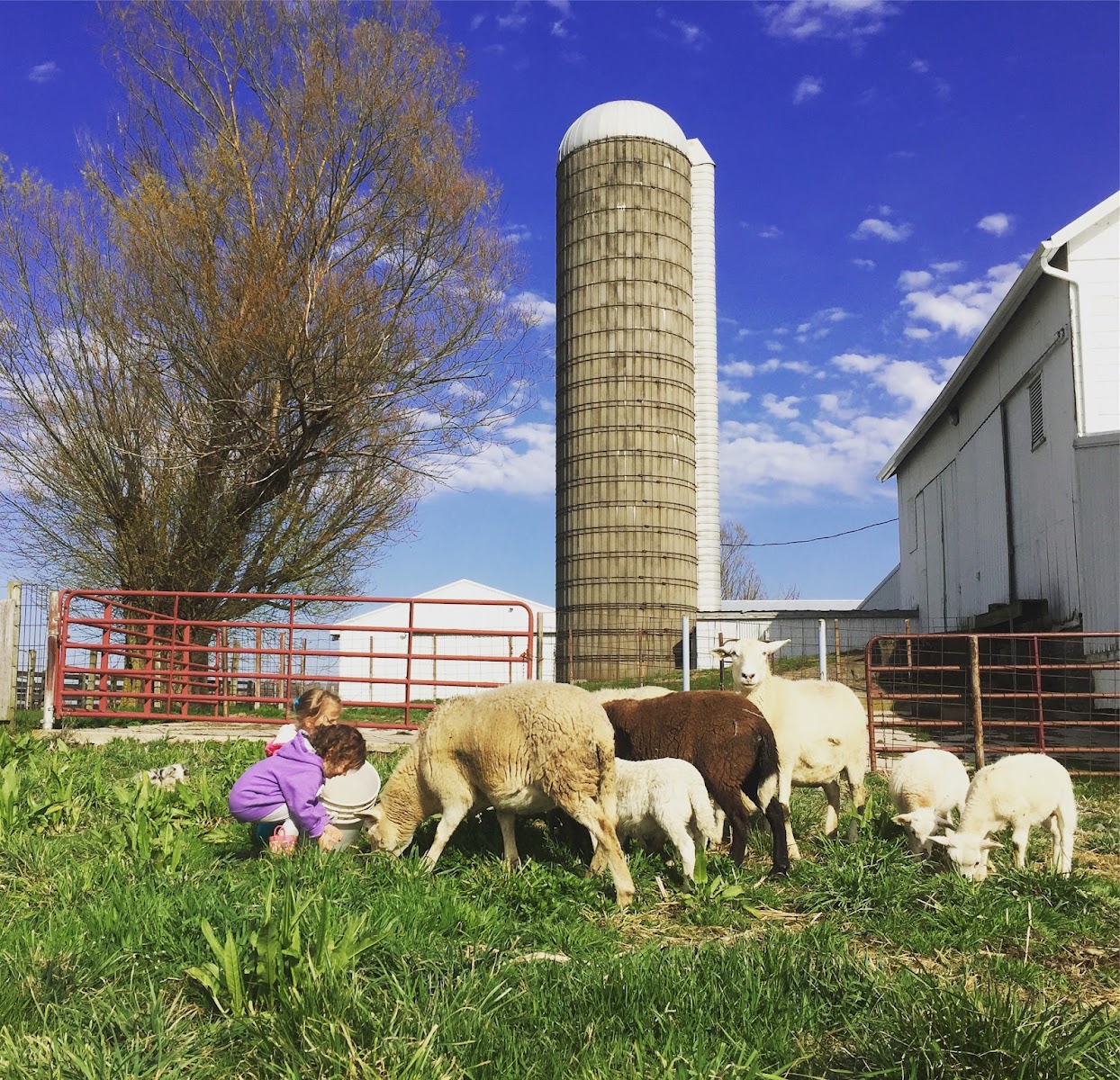 Aurora Blue Farm photo 5