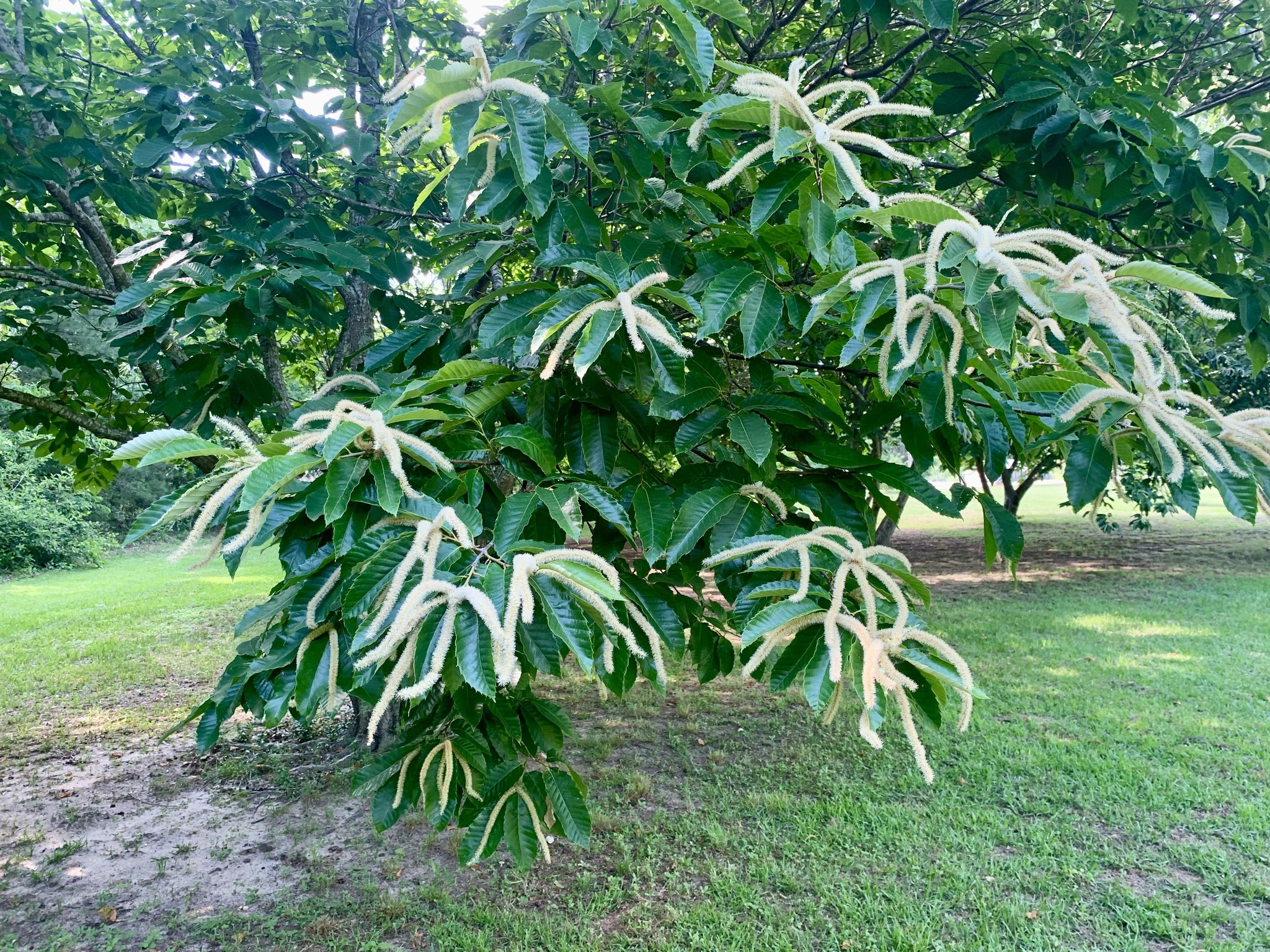 Meador Acres Chestnuts, LLC.