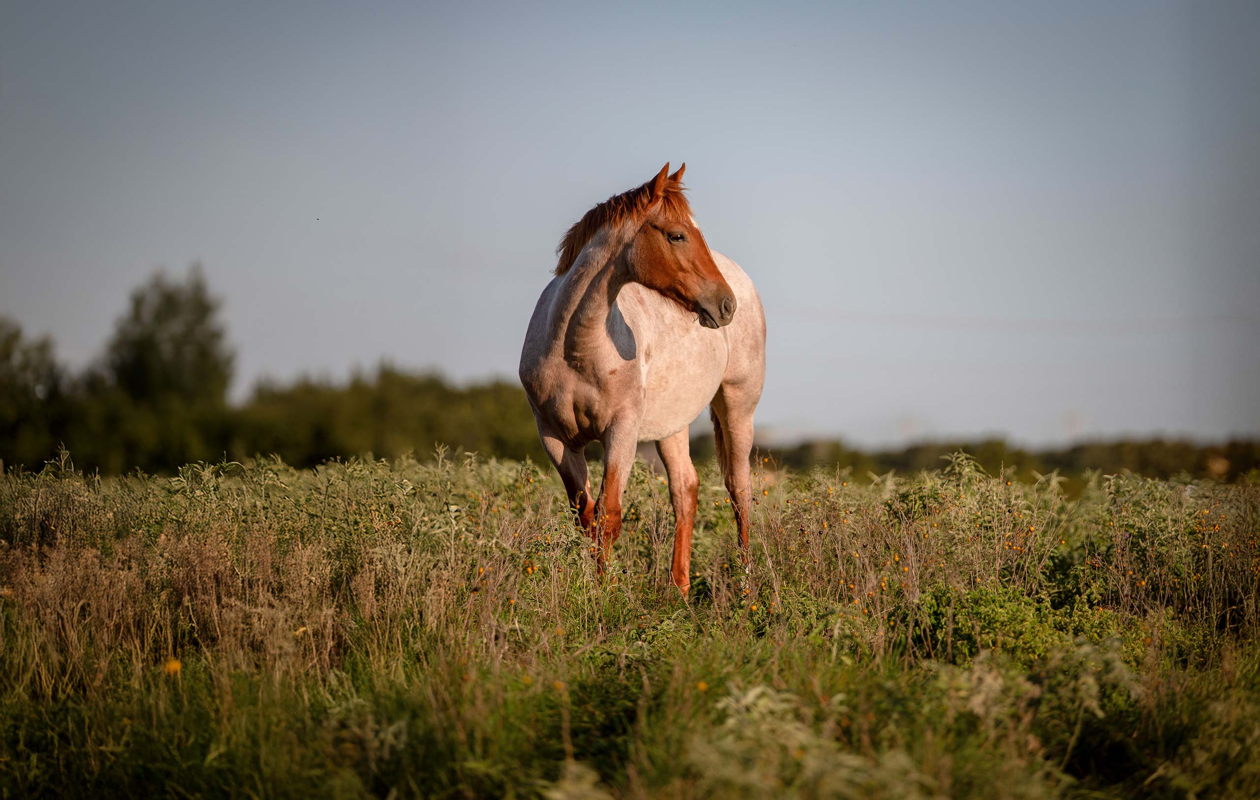 J Five Horse Ranch photo 17