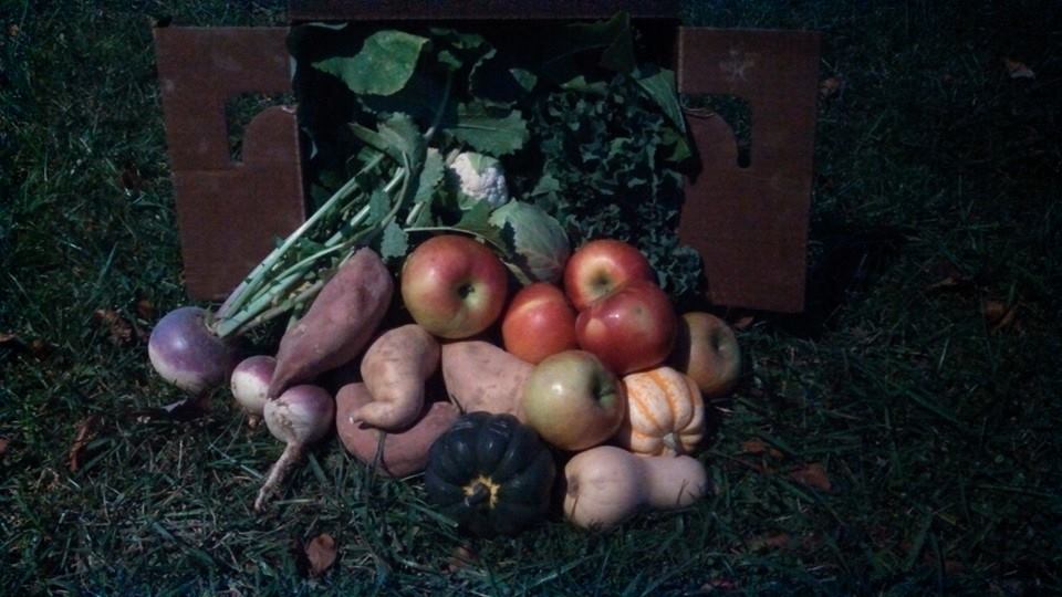Yankey Farms photo 3