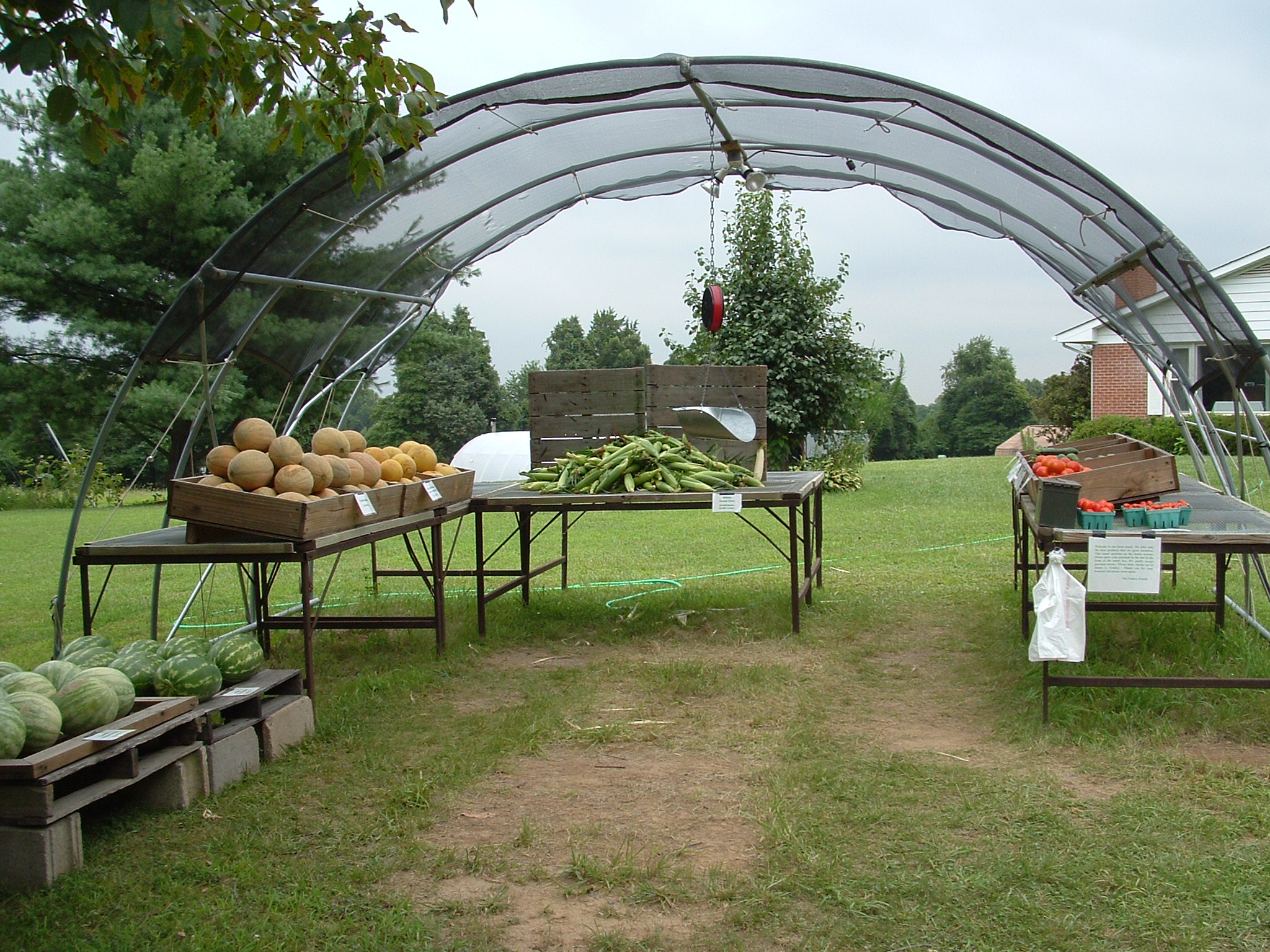 Yankey Farms photo 4