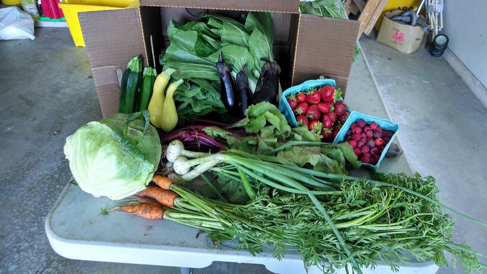 Yankey Farms