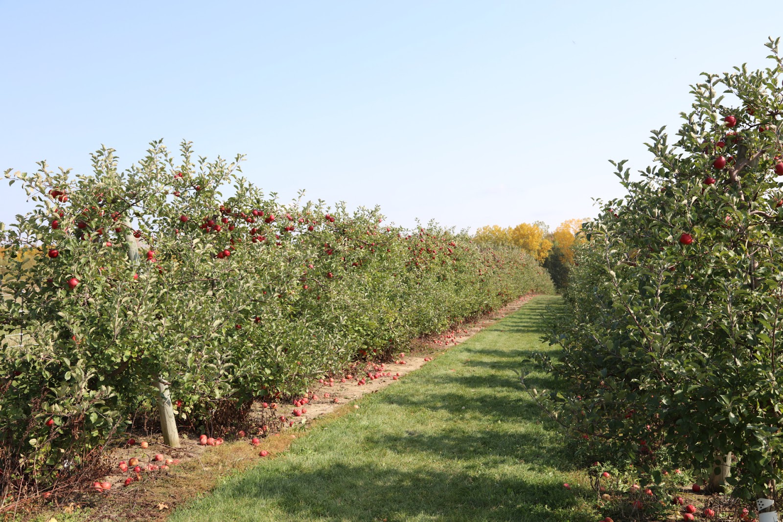 Fruit Ridge Hayrides LLC