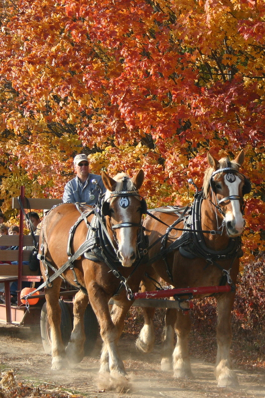 Fruit Ridge Hayrides LLC photo 2