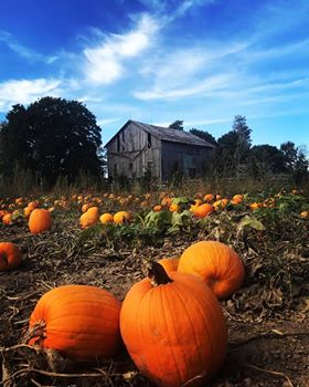 Fruit Ridge Hayrides LLC photo 4