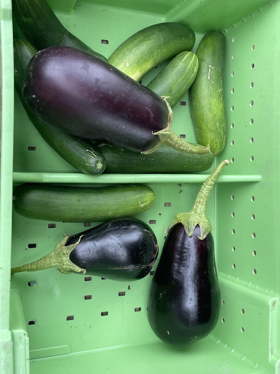 Berry Good Farms LLC photo 4