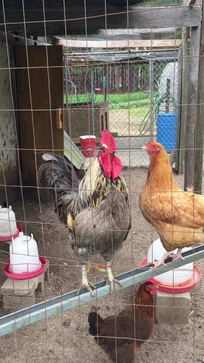Berry Good Farms LLC photo 5