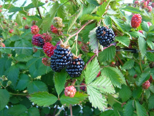 Berry Good Farms LLC photo 6