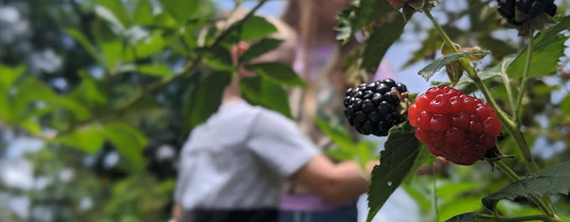 Berry Good Farms LLC