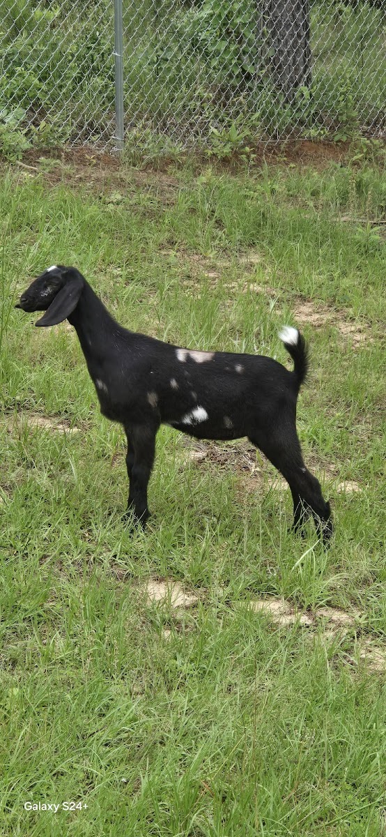 Melina Hills Farm LLC. photo 2