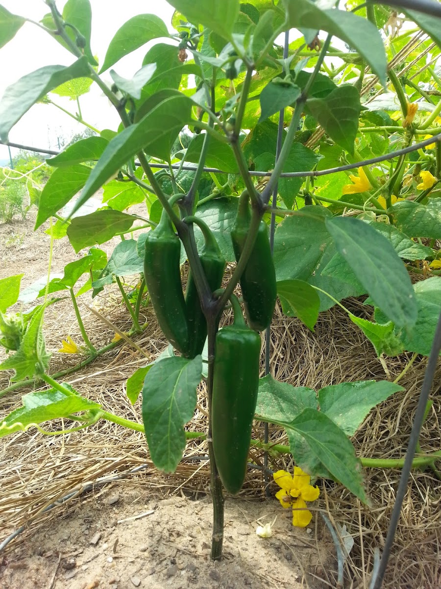 Melina Hills Farm LLC. photo 3