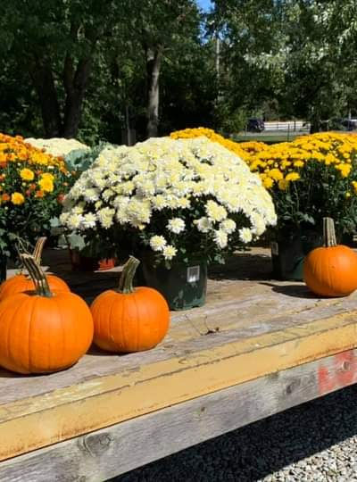 Driving Wind Berry Farm & Cafe photo 17