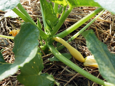 Stony Branch Growers photo 2
