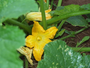 Stony Branch Growers photo 11