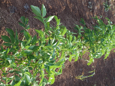 Stony Branch Growers photo 14