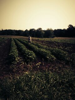 Stony Branch Growers photo 15