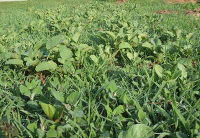 Stony Branch Growers photo 18