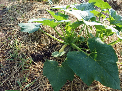 Stony Branch Growers photo 3
