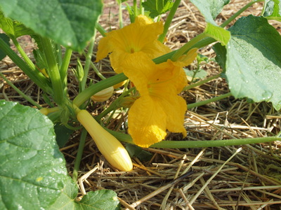 Stony Branch Growers photo 22