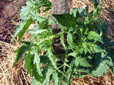 Stony Branch Growers photo 23