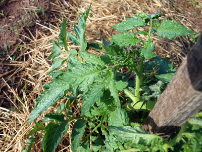 Stony Branch Growers photo 25