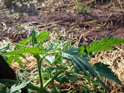 Stony Branch Growers photo 26