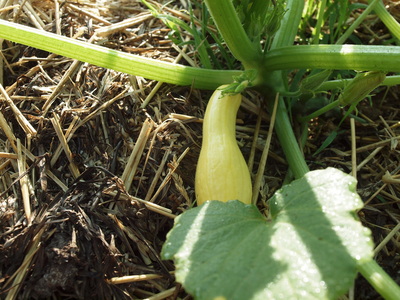 Stony Branch Growers photo 4