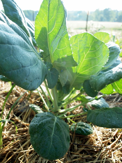 Stony Branch Growers photo 5
