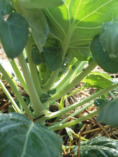 Stony Branch Growers photo 6