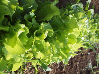 Stony Branch Growers photo 7