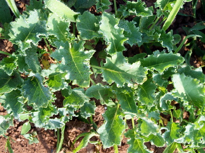 Stony Branch Growers photo 8